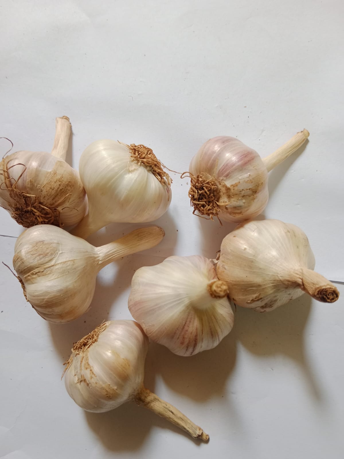 Ooty Hill Garlic